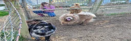 Chow Chow dogs for sale: CINNAMON CHOW CHOW M1 - Ad 6