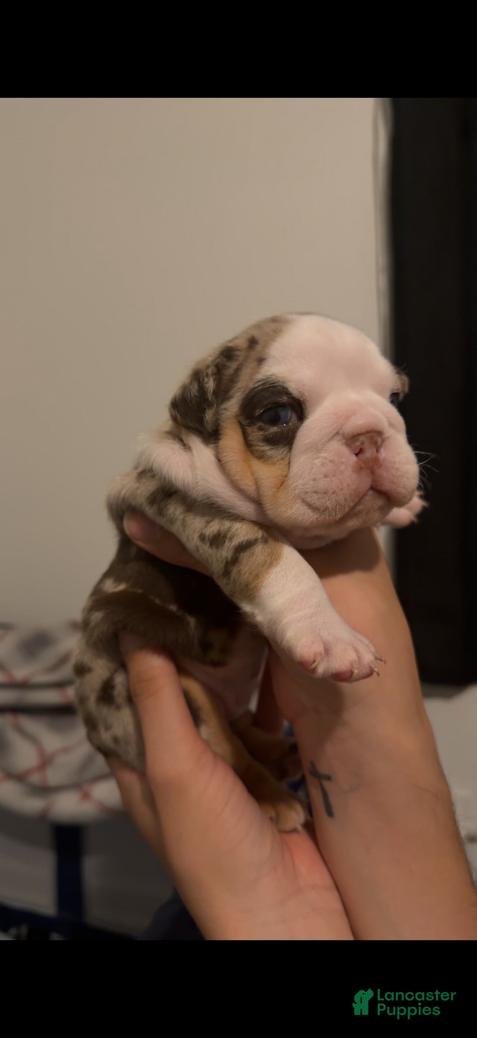 English Bulldog dogs Female Merle Chocolate Tri - Ad 1