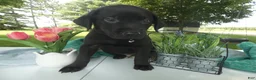 Sheprador dogs for sale: Sheprador 1 Casper - Ad 3