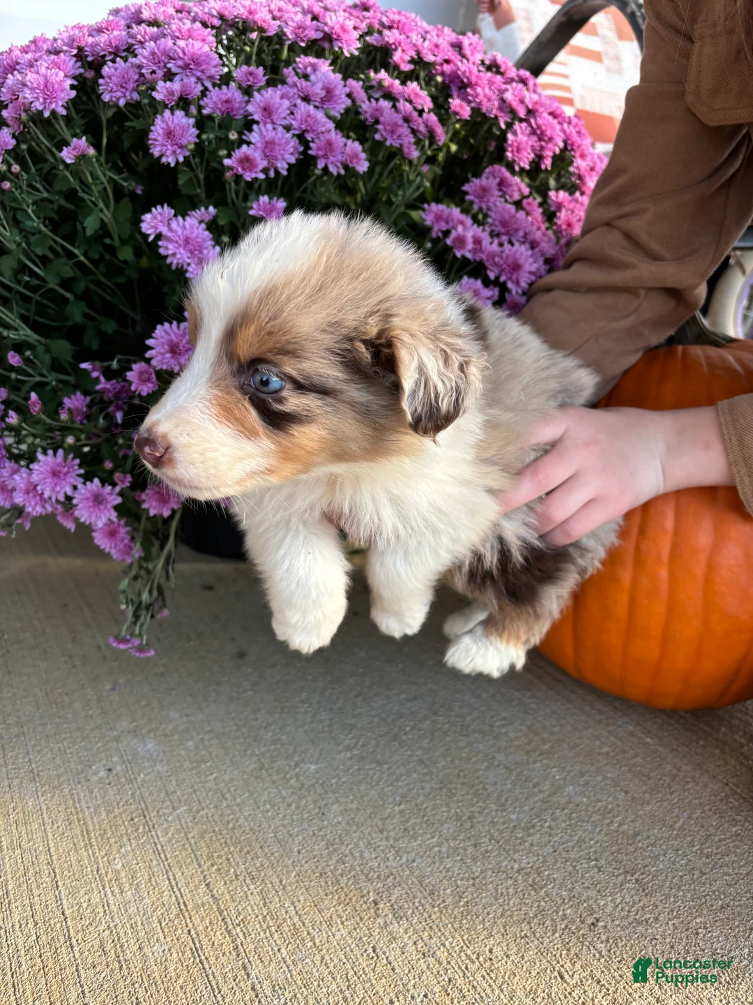 Australian Shepherd dogs for sale: Pumpkin (AKC) - Ad 2