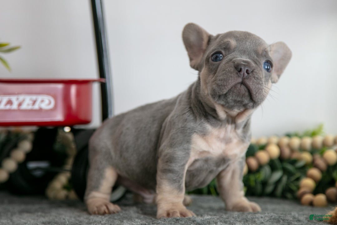 French Bulldog dogs for sale: Asher - Ad 2