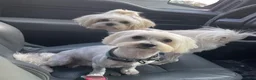 Maltese dogs for sale: Maltese 1 - Ad 4