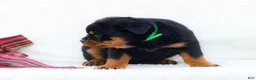 Rottweiler dogs for sale: Tia - Ad 4