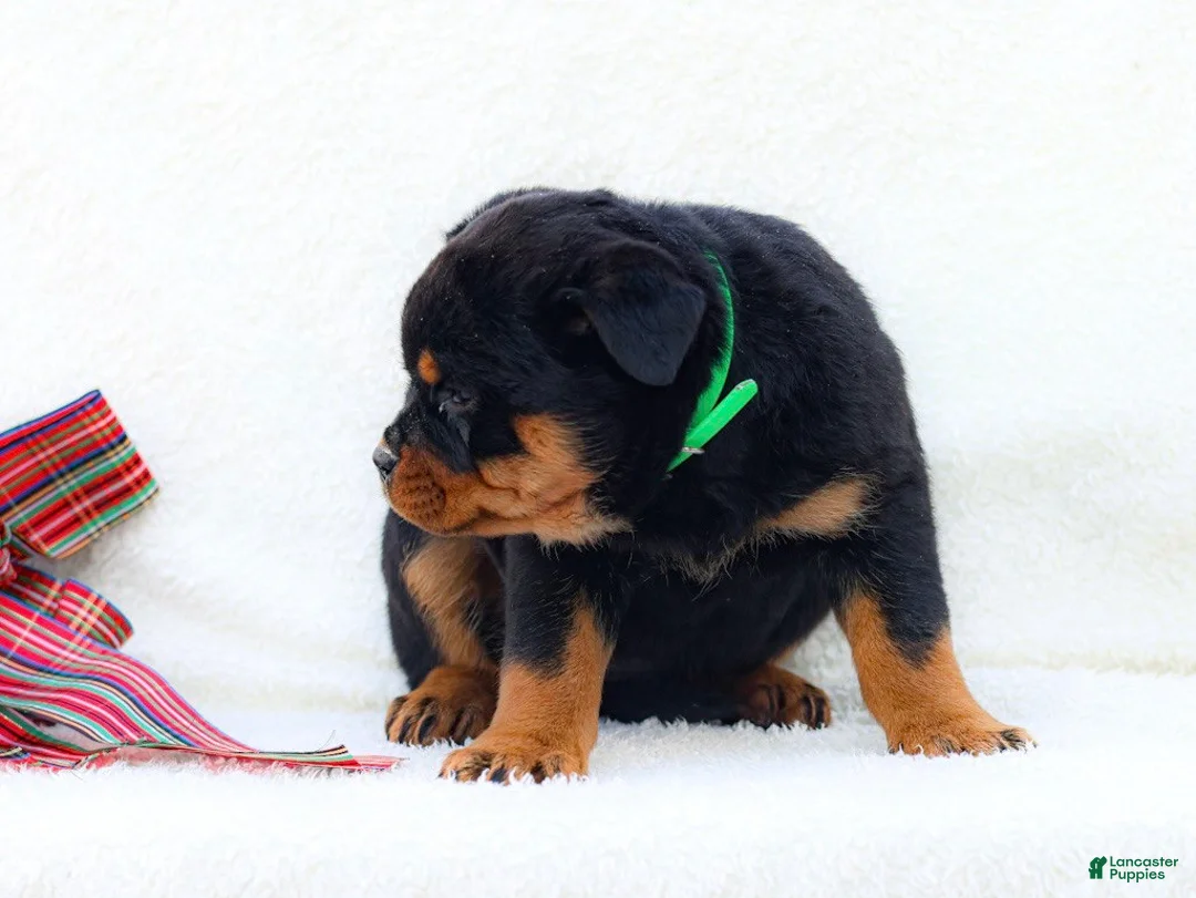 Rottweiler dogs for sale: Tia - Ad 4