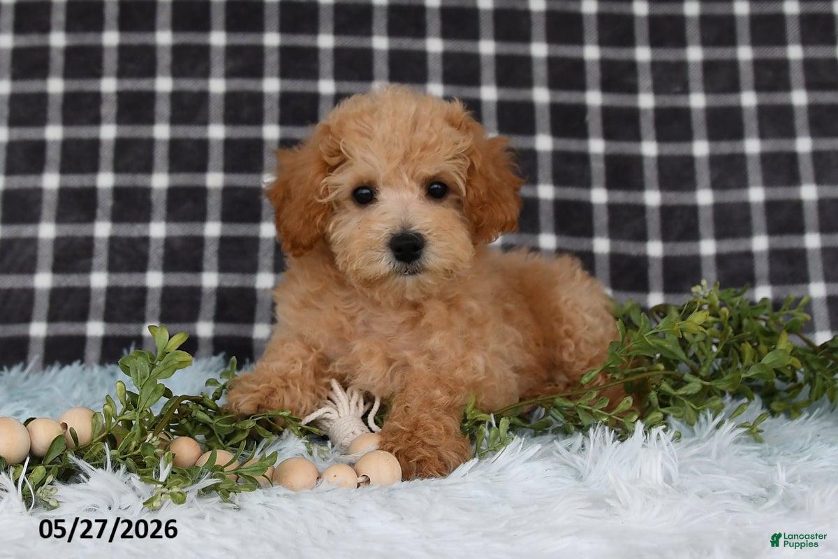 Bichpoo dogs Harper - Ad 2