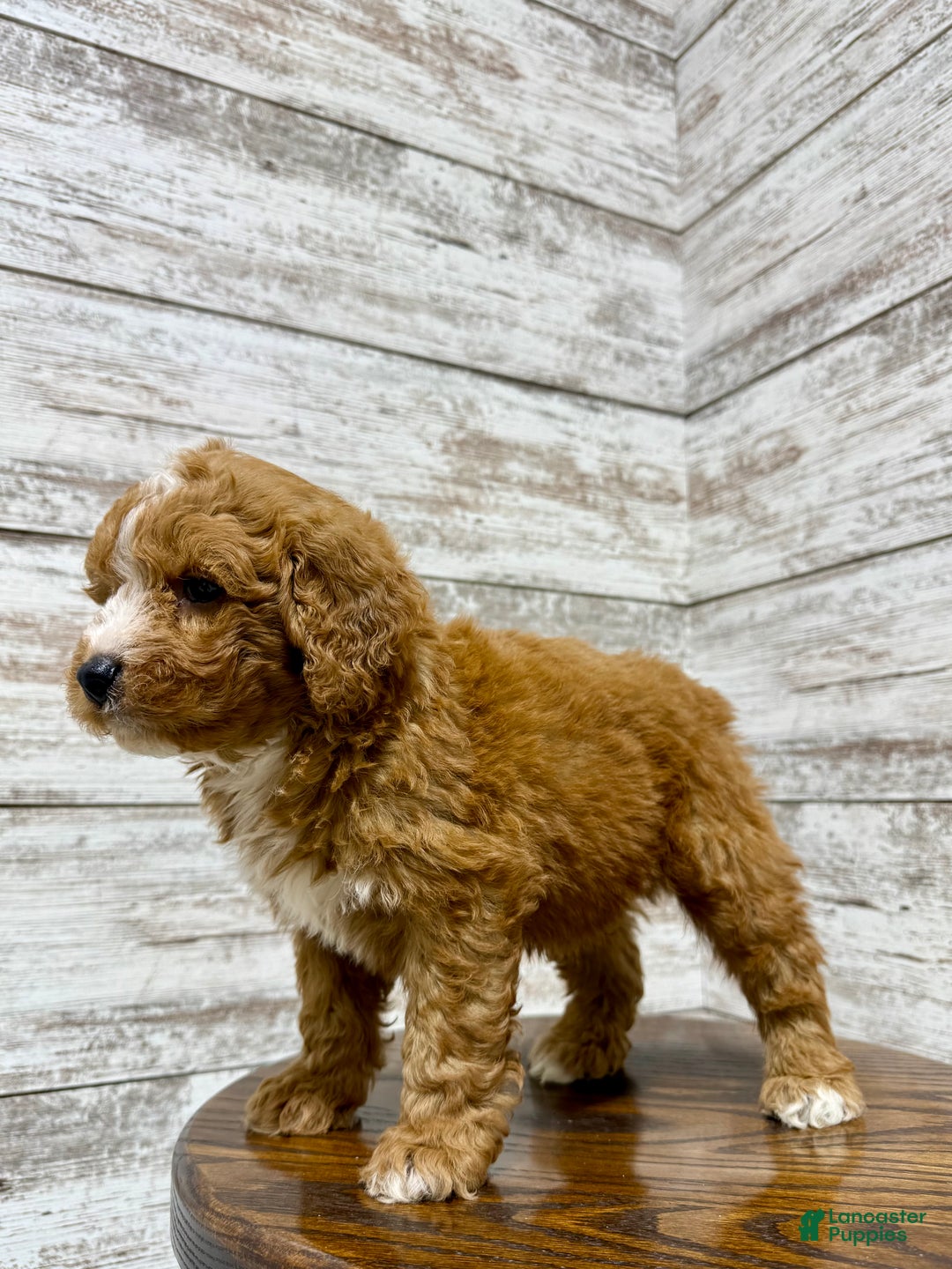 Mini Goldendoodle dogs for sale: Hunter - Ad 2