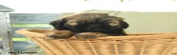 Shih Tzu dogs for sale: Harper - Ad 3