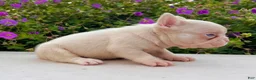 French Bulldog dogs for sale: Bugatti Pink - Ad 4