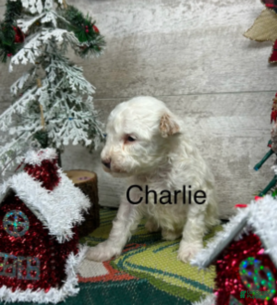 Toy Poodle dogs for sale: Charlie - Ad 2