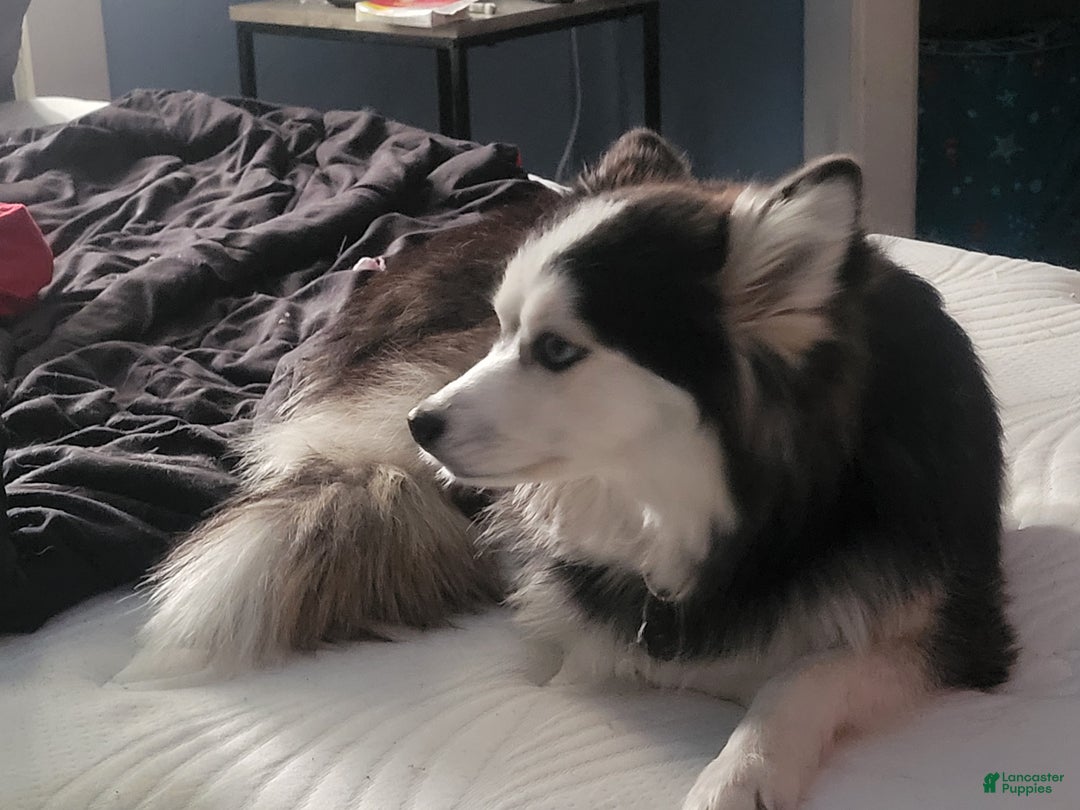 Pomsky dogs for sale: Pomsky Puppy 1 - Ad 1