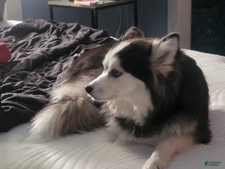 Pomsky dogs Pomsky Puppy 1 - Ad 31