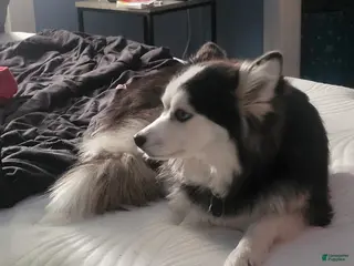 Pomsky dogs Pomsky Puppy 1 - Ad 19