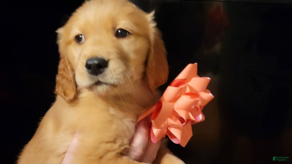 Golden Retriever dogs Golden Retriever Puppy 11 - Ad 6
