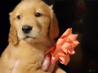 Golden Retriever dogs Golden Retriever Puppy 11 - Ad 6