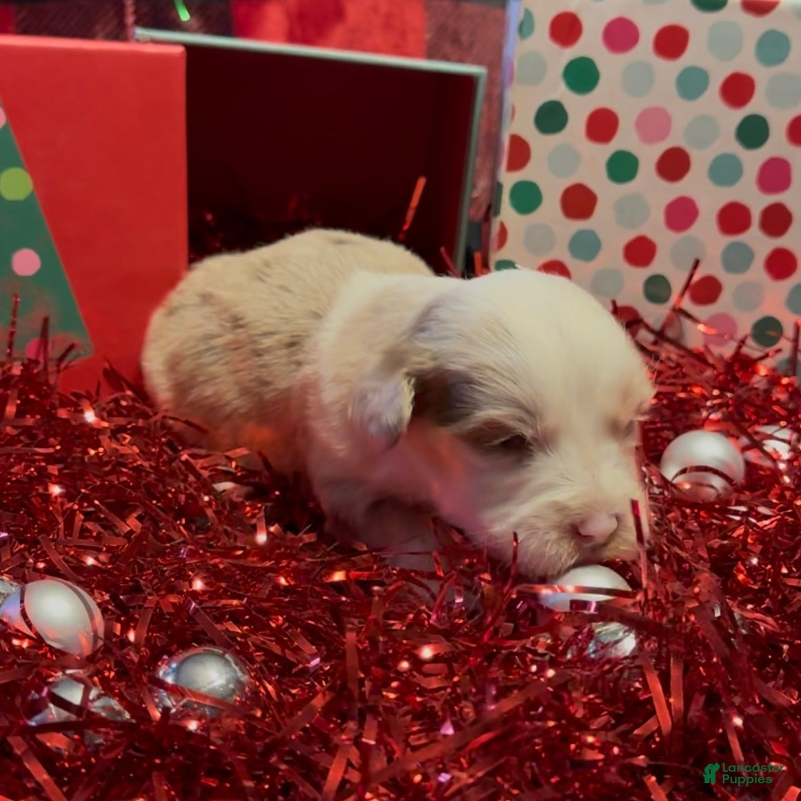 Mini Goldendoodle dogs El - Ad 4