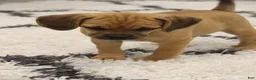 Puggle dogs for sale: Cherokee - Ad 7