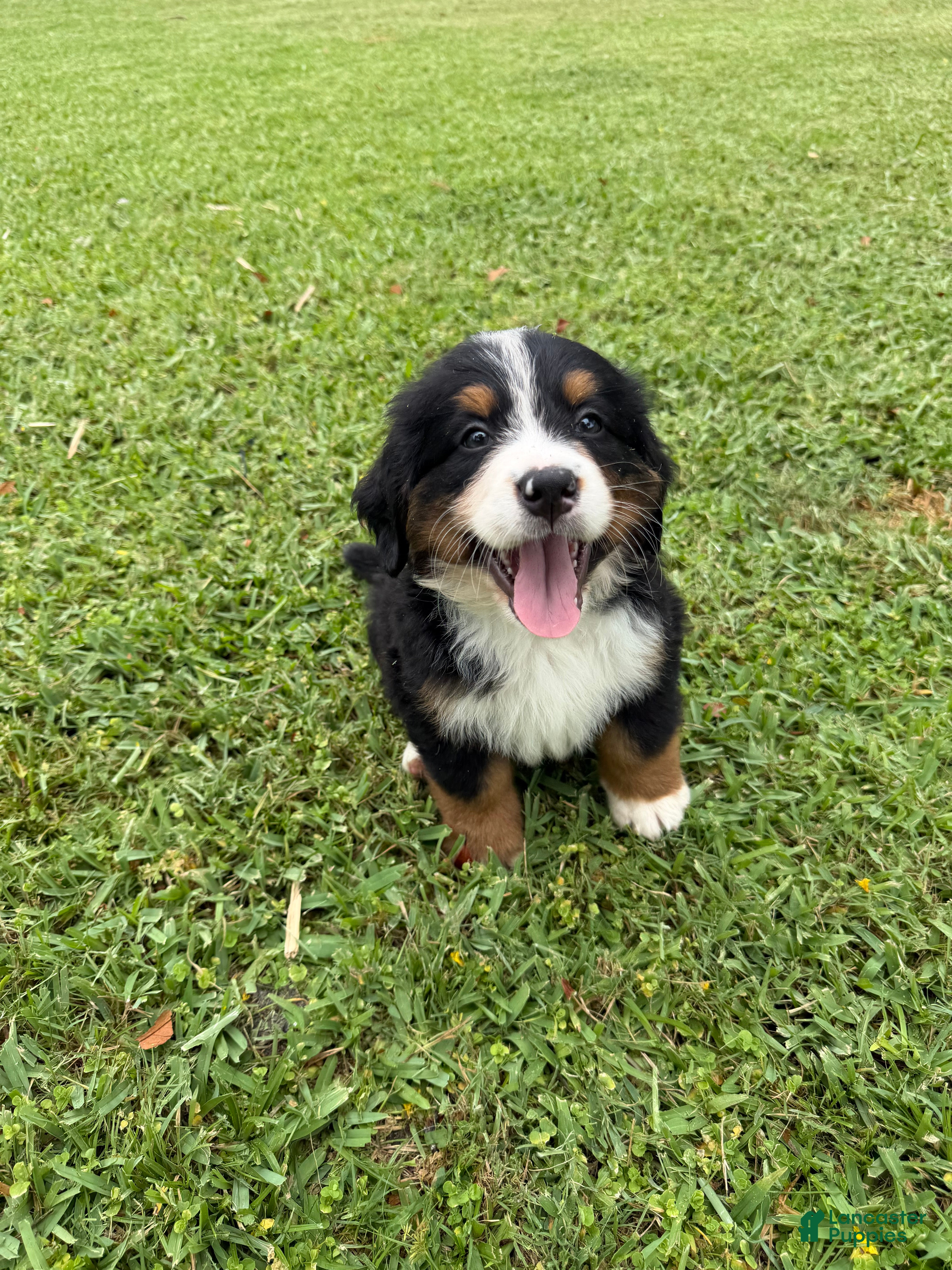 Bernese Mountain Dog dogs Bernese Mountain Dog 2 - Ad 2