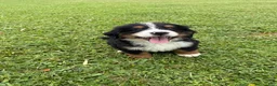 Bernese Mountain Dog dogs for sale: Bernese Mountain Dog 2 - Ad 2