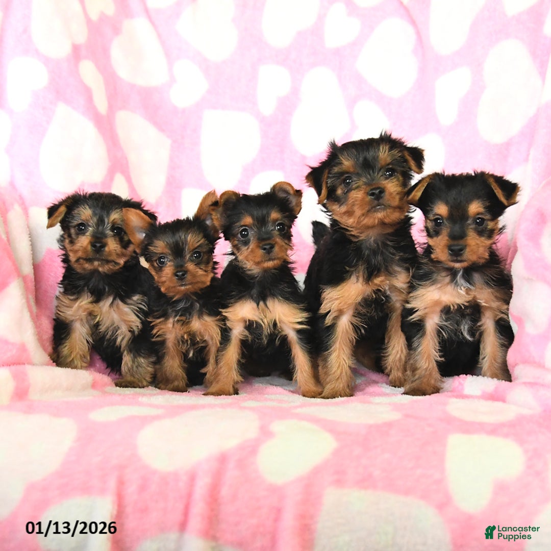 Yorkshire Terrier dogs for sale: Toby - Ad 3