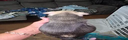 French Bulldog dogs for sale: French Bulldog Puppy 2 - Ad 2