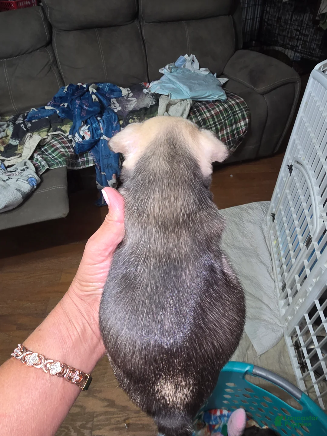 French Bulldog dogs for sale: French Bulldog Puppy 2 - Ad 2