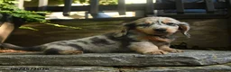 Miniature Dachshund dogs for sale: Piper - Ad 2