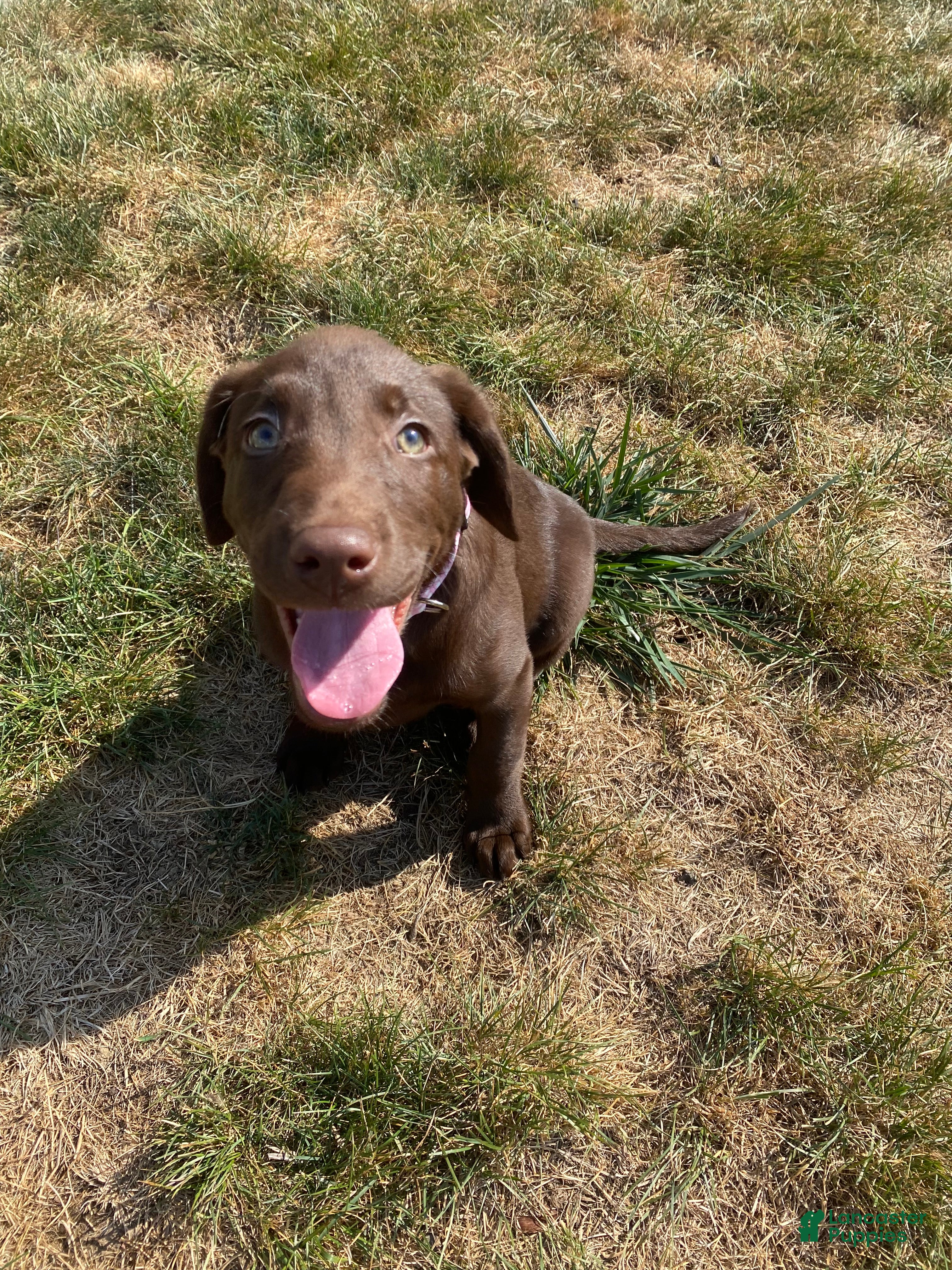 Labrador Retriever dogs Dawn - Ad 17