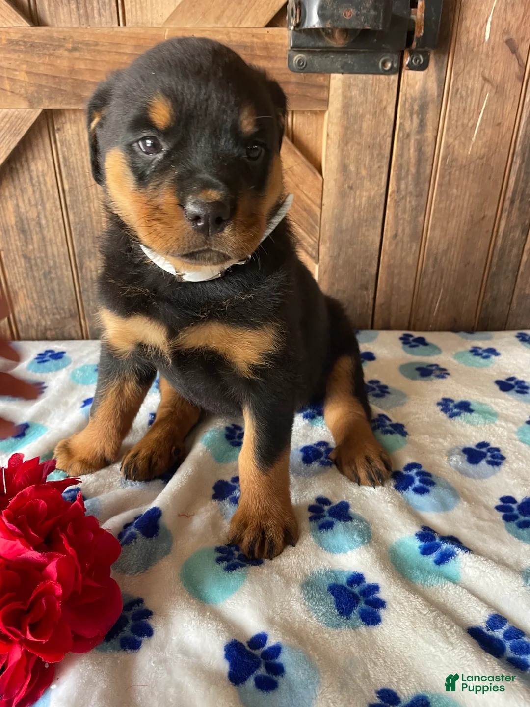 Rottweiler dogs for sale: Stella - Ad 2