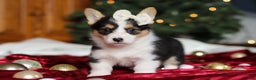 Welsh Corgi Pembroke dogs for sale: Angel - Ad 7