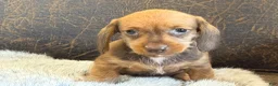 Miniature Dachshund dogs for sale: Dash - Ad 5