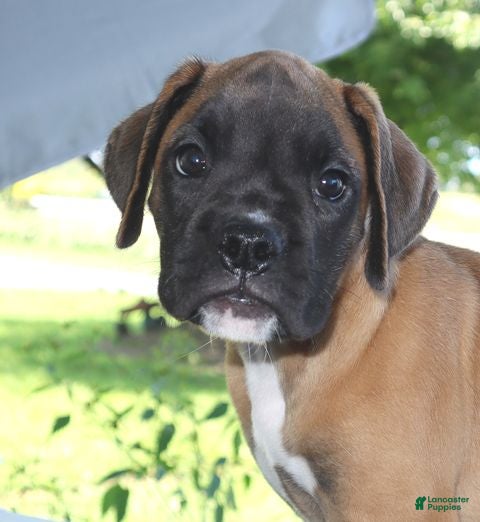Boxer dogs Dakota - Special price - Ad 2