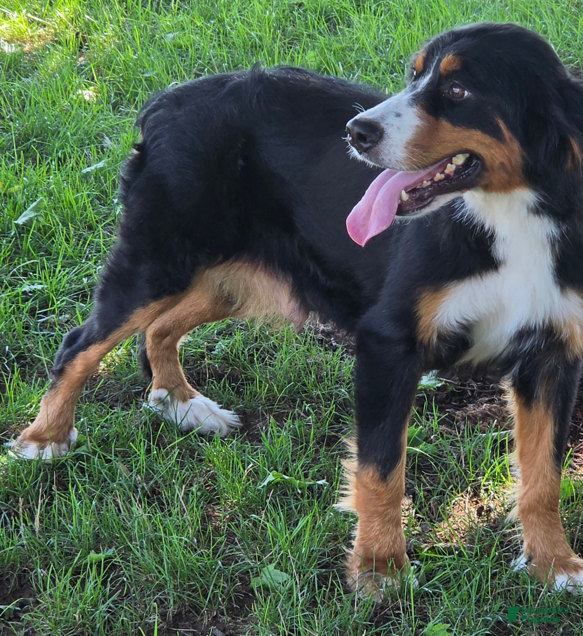Bernedoodle dogs Oakley - Ad 2