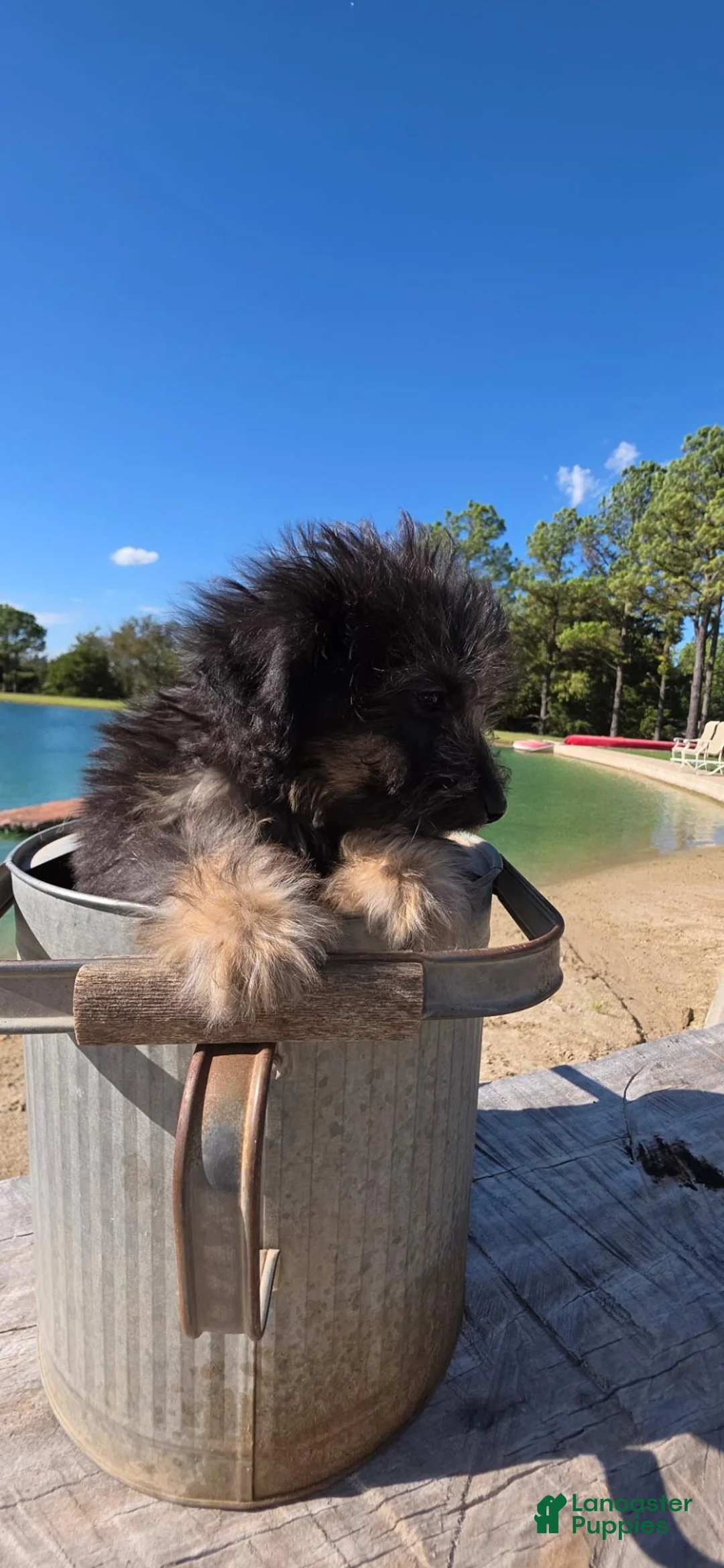 Mixed Breed dogs for sale: Mixed Breed 1 - Ad 2