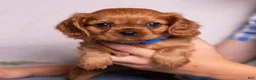 Cavalier King Charles Spaniel dogs for sale: Neil - Ad 11