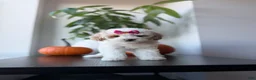 Toy Poodle dogs for sale: Teacup Nova - Ad 2