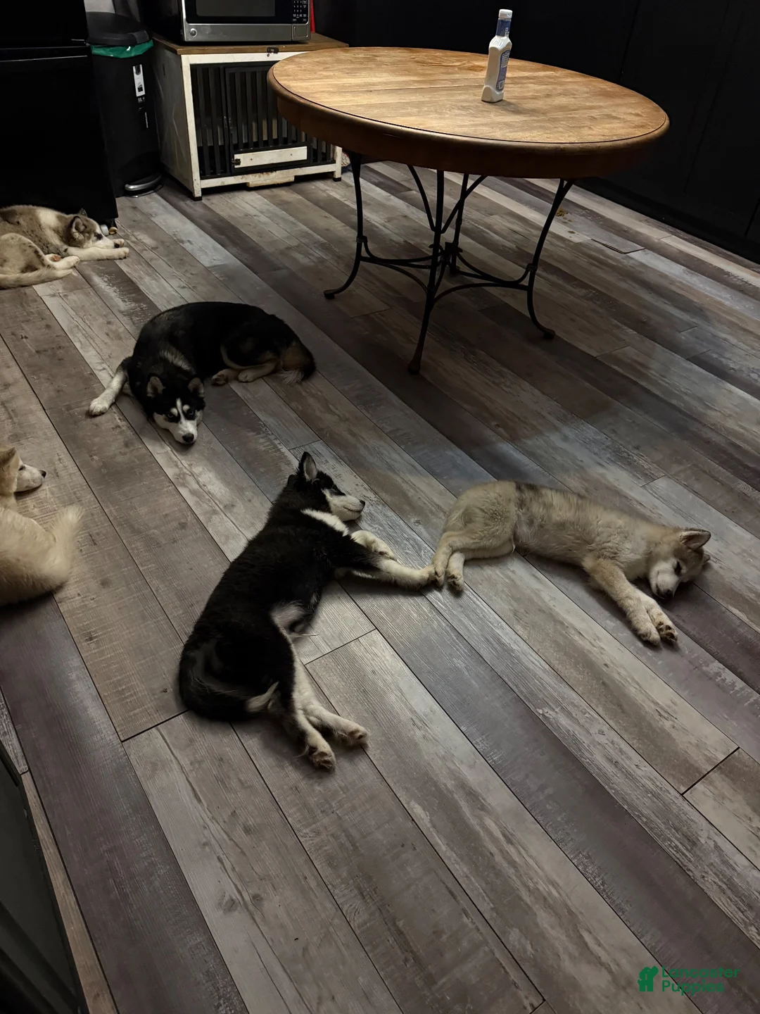 Pomsky dogs for sale: Fin - Ad 6