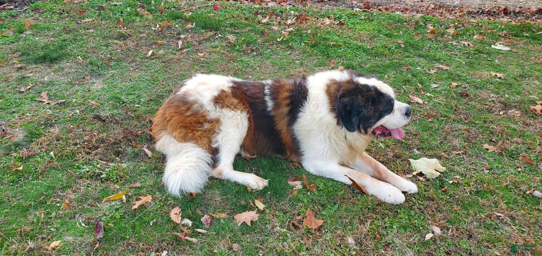 Saint Bernard dogs for sale: Chief - Ad 2