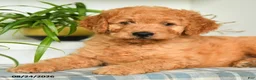Mini Goldendoodle dogs for sale: Buster - Ad 4