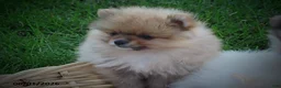 Pomeranian dogs for sale: Chris - Ad 3