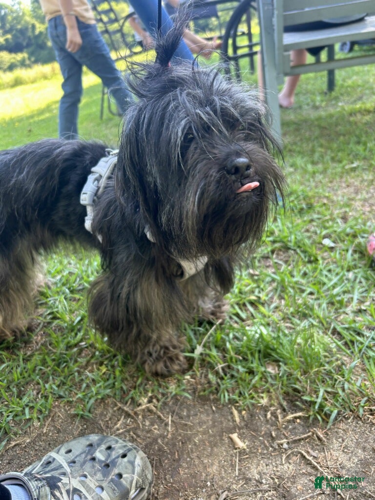 Yorkshire Terrier dogs for sale: Yorkshire Terrier Puppy 1 - Ad 1
