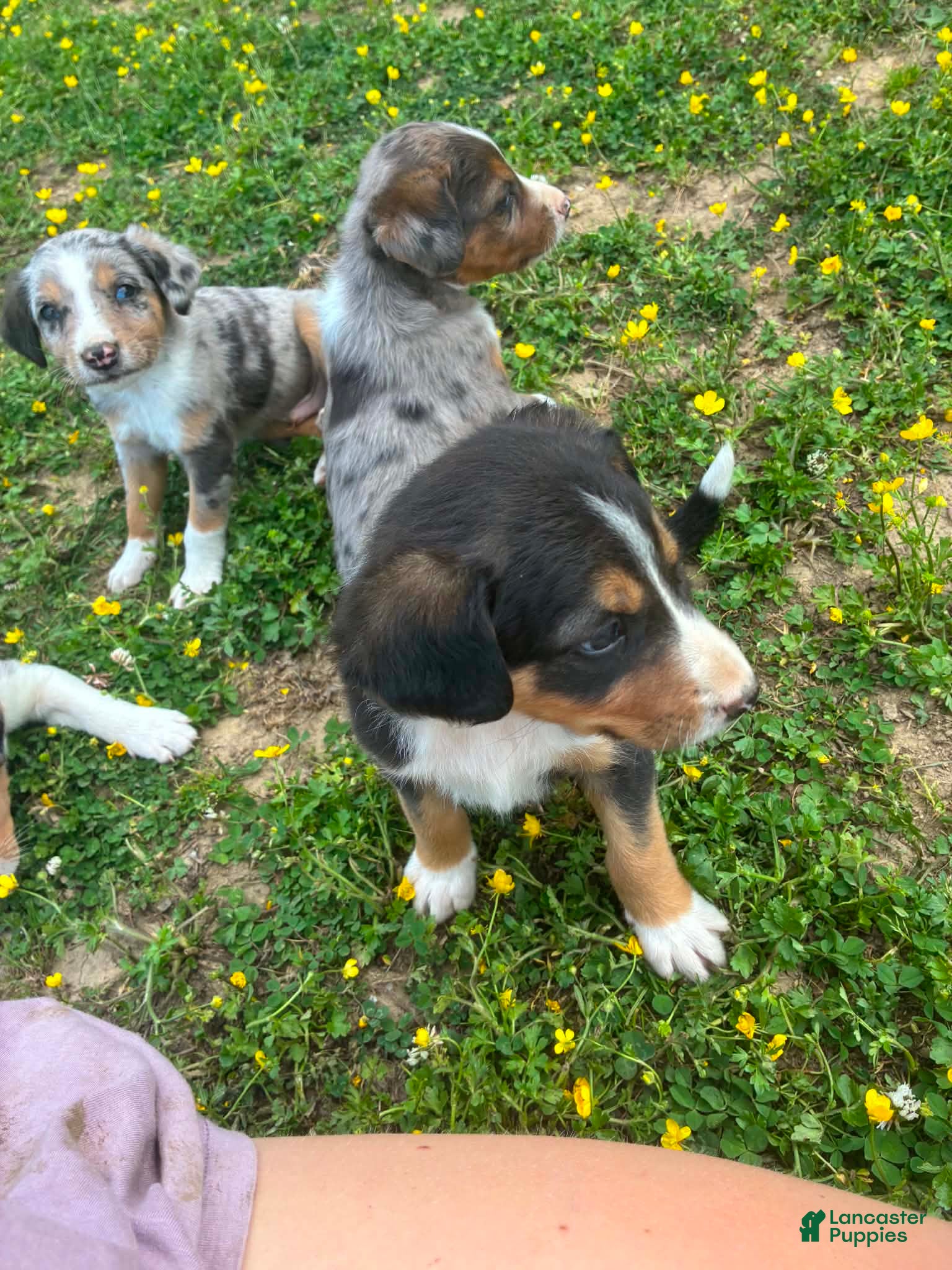 Mixed Breed dogs Mack - Ad 19