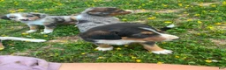 Mixed Breed dogs for sale: Mack - Ad 1