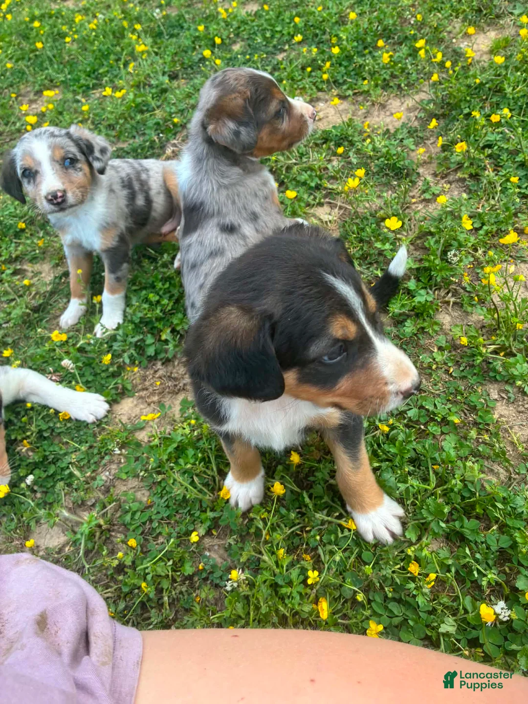 Mixed Breed dogs for sale: Mack - Ad 1