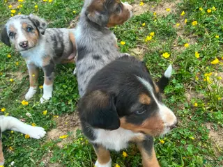 Mixed Breed dogs Mack - Ad 19