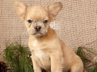 French Bulldog dogs Avril - Ad 10