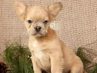 French Bulldog dogs Avril - Ad 36