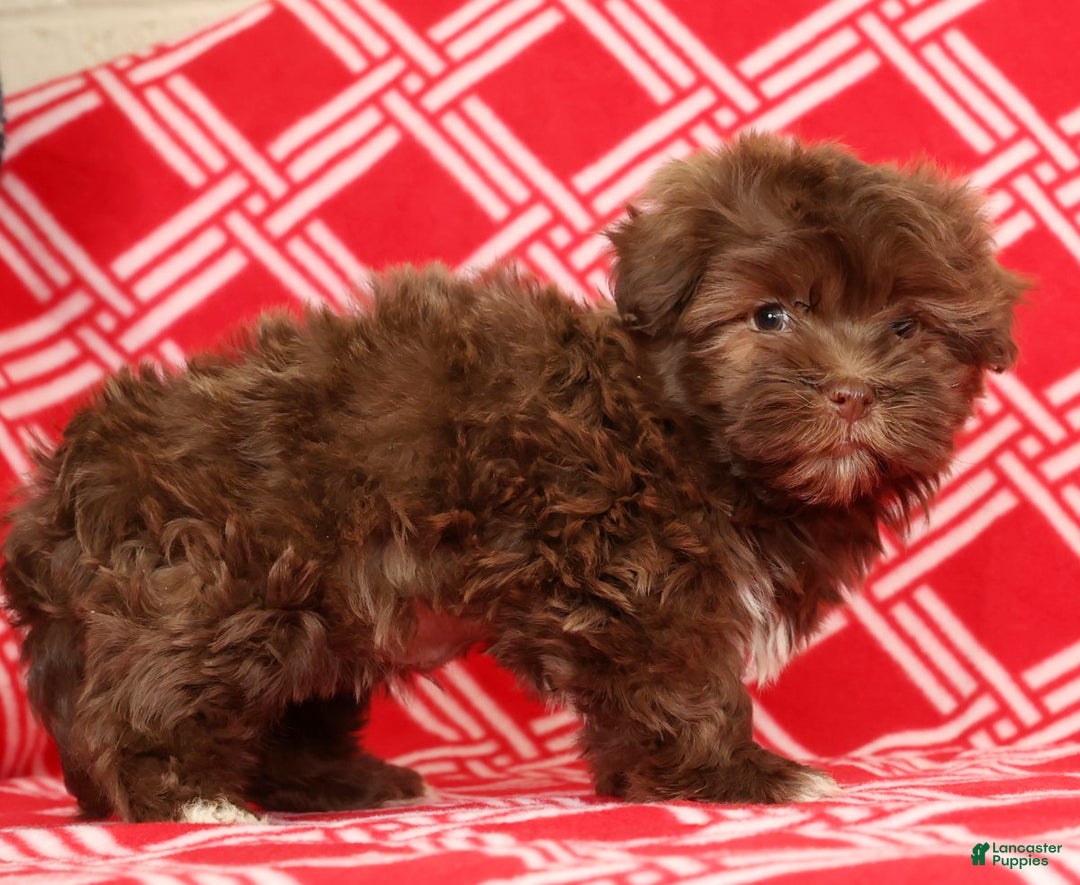 Havanese dogs for sale: Callie - Ad 4