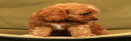 Cavapoo dogs for sale: Ruby - Ad 6