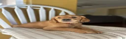 Golden Retriever dogs for sale: Orange puppy - Ad 3
