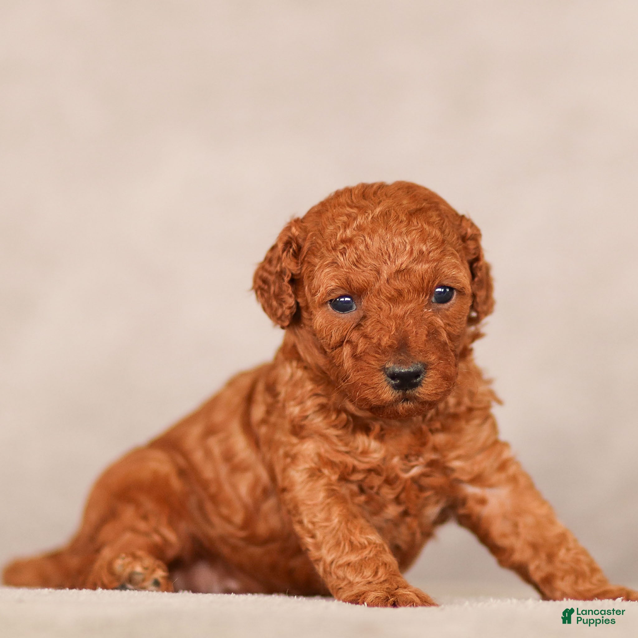 Standard Poodle dogs Bandit Poodle Puppy  - Ad 2